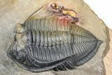 Zlichovaspis Trilobite With Crotalocephalina & Reedops #381179-8